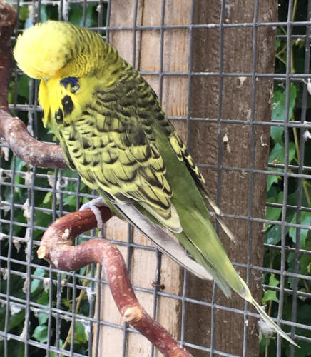 Saddleback budgie hot sale